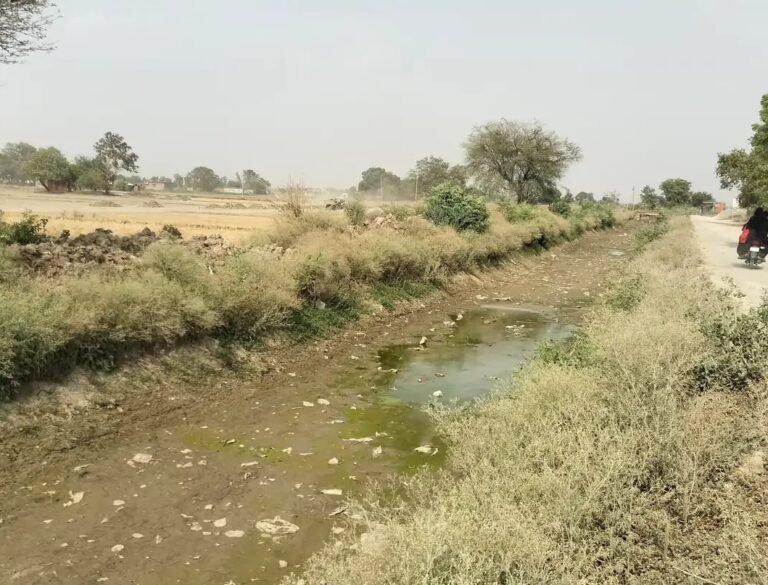 राजवाहा में पानी न छोड़े जाने पर धान की नर्सरी और पशुओं पर संकट