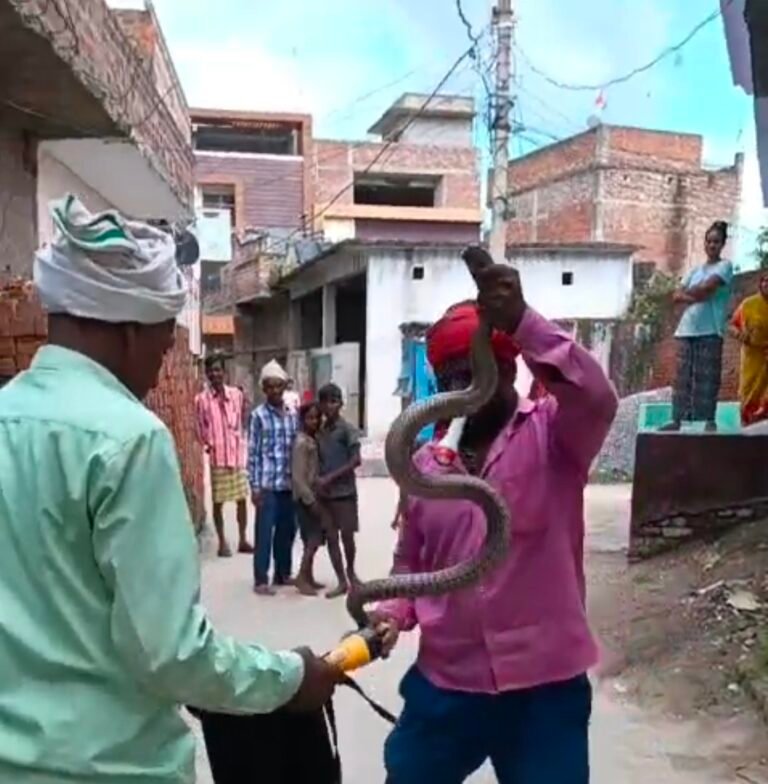 जोड़े नाग नागिन से बाल बाल बचे पति पत्नी