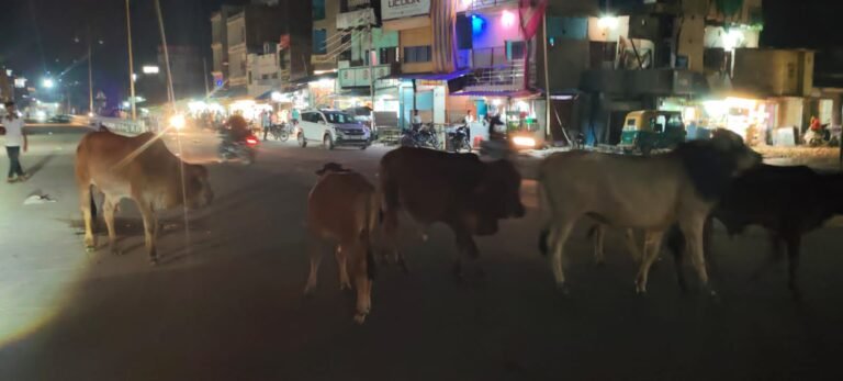 सकलडीहा-अलीनगर तिराहे के समीप हाइवे मार्ग पर घूमते छुट्टा पशु।