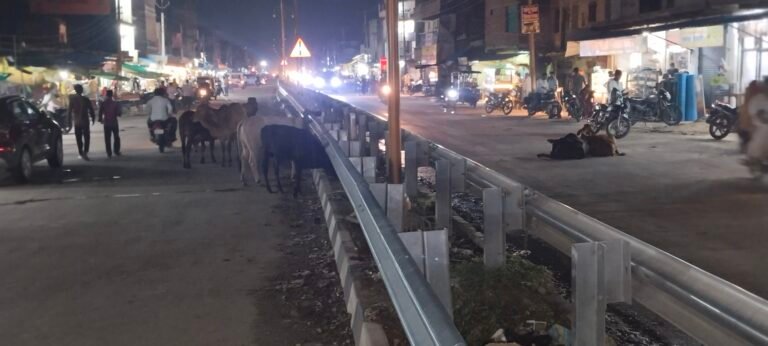 हाईवे पर घूम रहे छुट्टा पशु, हादसे का बढ़ा खतरा