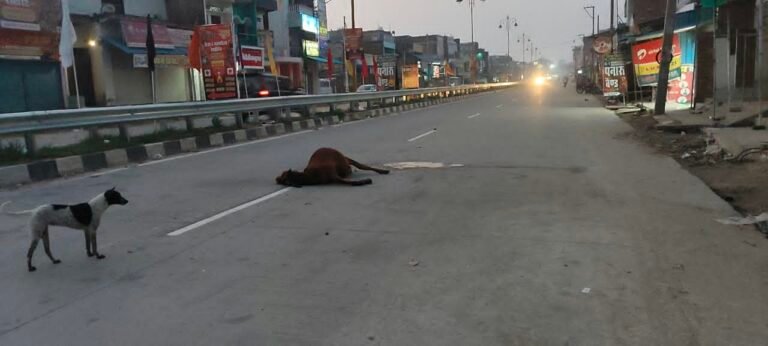 बेसहारा मवेशियों पर भारी पड़ रही विभागीय लापरवाही, हाइवे पर एक सप्ताह में पांच की मौत
